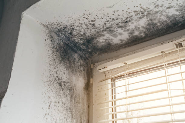 Affordable Mold Removal solutions in Oxford, NC
